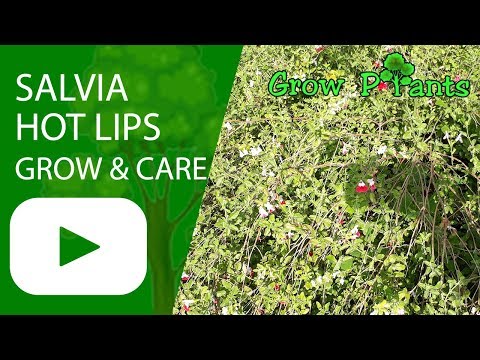 Salvia Hot lips - grow and care (attract pollinators)
