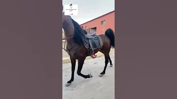 اجمل معزوفة صوت اقدام الخيول 
