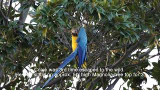 Coley the Blue/ Gold Macaw