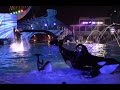 Miracles at SeaWorld San Diego 11-20-16