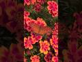 Titliyan wow beautiful#🦋🦋😍#whatsapp #trending #short video
