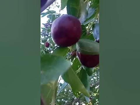 кто знает этот фрукт? - YouTube
