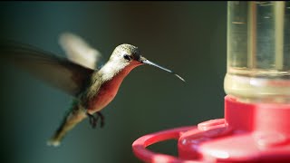 Texas Hummingbirds at 120fps