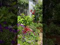 HD 2025年7月20日 夏花の季節となりました Flowers Garden 癒し 薔薇は美しく散る ばらの花 Gardening Rosegarden Spring HD 2025年7月20日 夏花の季節となりました Flowers Garden 癒し 薔薇は美しく散る ばらの花 Gardening Rosegarden Spring