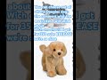 KEEP MY COMMENTS ON #essa #subs #happy #plushies #dogs