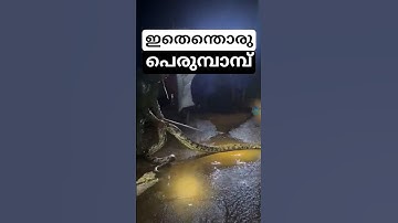 എൻ്റമ്മോ എജ്ജാതി പെരുമ്പാമ്പ് -  കണ്ടാൽ തന്നെ ബോധം പോകും - #python near road - #pythonsnake