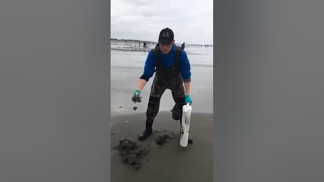 Long beach razor clam digging YouTube