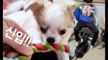 아기 치와와를 처음 만난 진주와 루비 | First meet puppy(chiwawa)