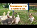 Вес утят и гусят в 1 месяц. Как наша птица набирает вес.