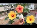Use calcium For gardening plants ||  Remove fungus your plants Use Lime or Limestone