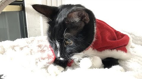 Felix, tuxedo cat bi-colored black and white is playing with the Playpet Cat Scratchers Cat Tree