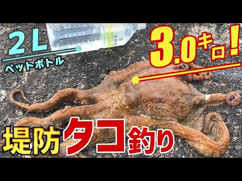 【タコ釣り🐙】堤防で巨大タコ釣れた！ ～東京湾タコ釣り2020年～ Octopus fishing