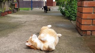 Relaxing Cat Video 83