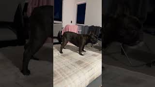 Guardian mode on 🐶🛡️Happy chaos after 😂🐾#frenchbulldog #usatoday