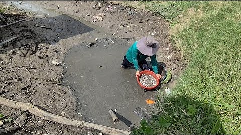 Giải cứu cá rô đồng mắc cạn (T91) hàng triệu con cá non 