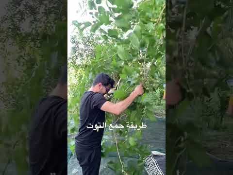 طريقة جمع التوت صلوا على النبي