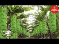 Ferme de banane  technologie moderne aux philippines  rcolte de banane incroyable  grande plantation de banane