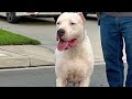 Anitta Di Casa Lozano | Dogo Argentino