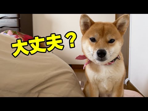 【真意はいかに?】負傷した飼い主をじっと見つめる柴犬