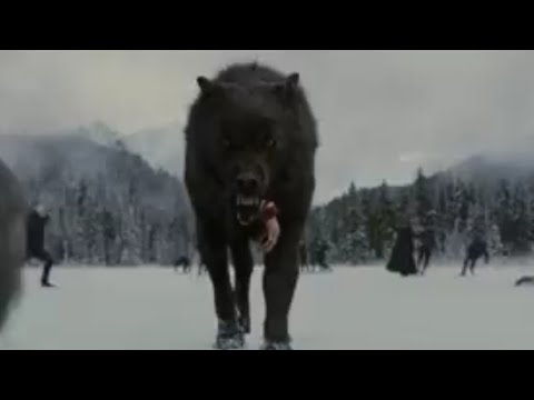 أصبر يا وطن الذئاب اتحاد الحب قتال عنيف ذئاب نار أشترك حبيبي 1000 مشترك