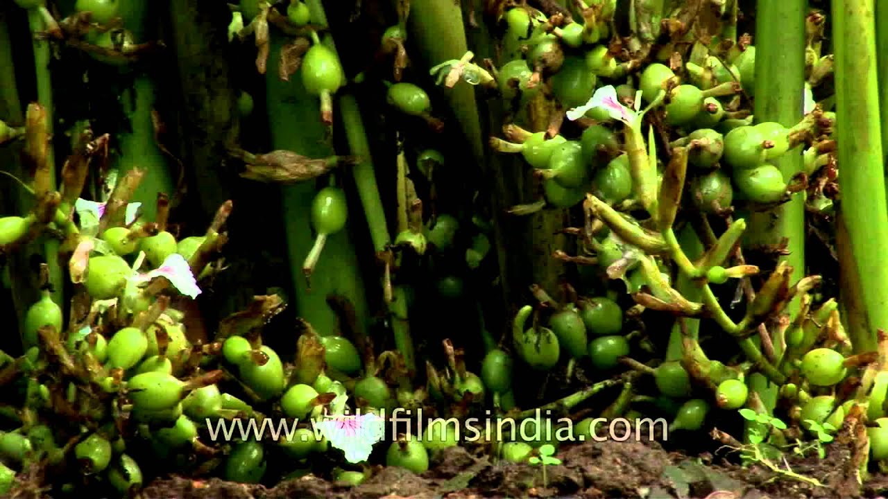 Flowers and fruits of cardamom YouTube