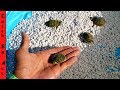 MINI POOL Pond for BABY TURTLES!