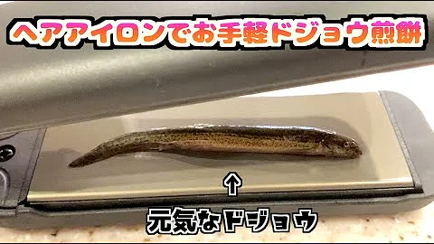 大成功 温度計を使って生きたどじょうと豆腐を一緒に煮込んだら綺麗に豆腐に潜り込んだぞ Mp3