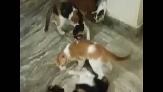 cute kittens playing and mother cat watching the cute moment... by My Little World 87 views 6 years ago 5 minutes, 44 seconds