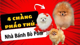 Phối giống chó phốc sóc, giới thiệu 4 bé đực giống nhà mình | Bánh Bò Pomeranian Vlog #25