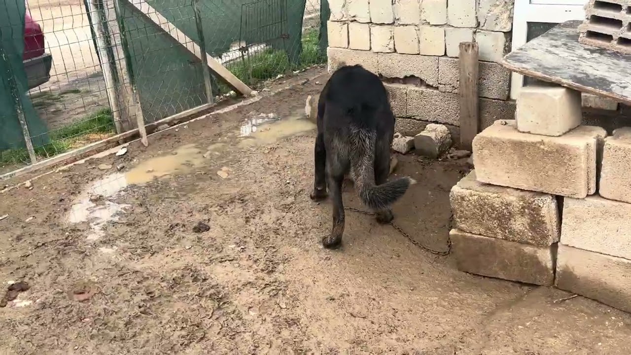 YENİ TAVUKLARIMIZ GELDI . Yağmur Bereketi ile yağıyor 😇😇