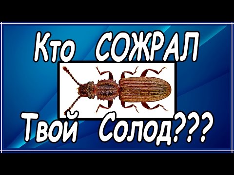 Солод. Вредители в солоде. Суринамский мукоед.