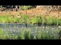 Waterbuck &amp; White-Faced Whisteling Ducks. (sound on)