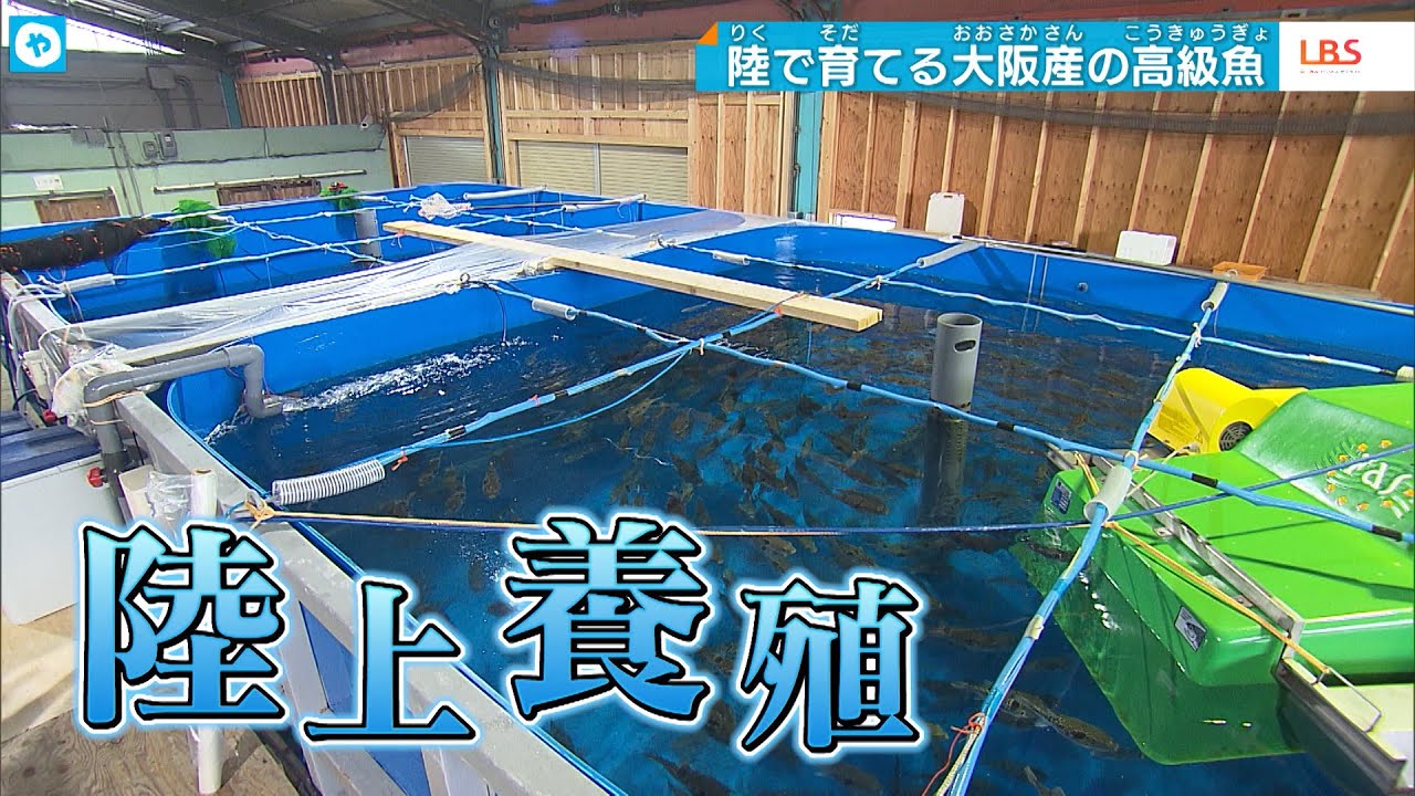 高級魚は陸で育てる。鮮度が自慢！「大阪産」美味い魚に注目！