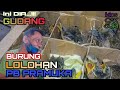 INI DIA GUDANGNYA BURUNG LOLOHAN di PASAR PRAMUKA yg LAGI VIRAL..