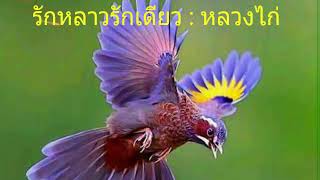 รักหลาวรักเดียว : หลวงไก่ (สวัสดีวันเสาร์)