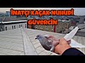 ÇOK İSTEKSİZDİ BE . NE YAPTIYSAM GELMEDİ . (NUHUDİ KAÇAK GÜVERCİN)