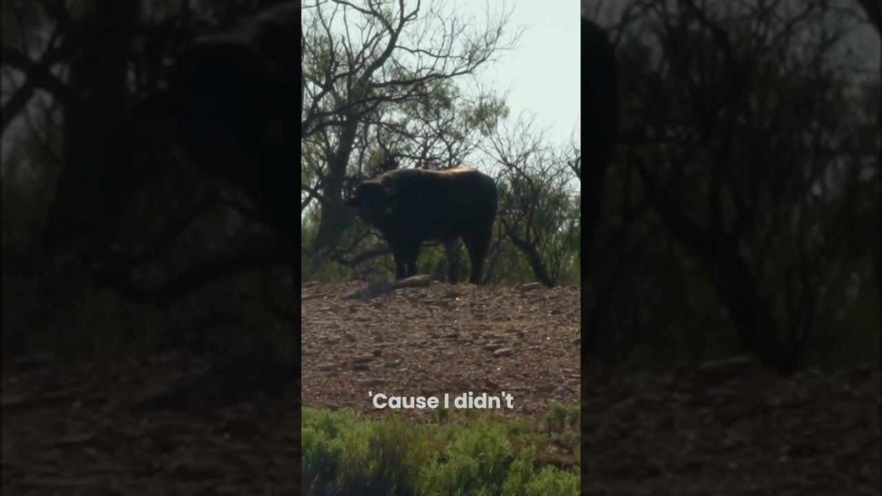 Ого! Погоня за буйволами во время охоты на голубей!