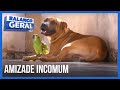 Cão e papagaio têm amizade incomum - BALANÇO GERAL