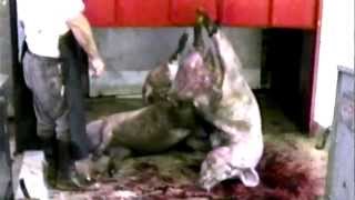 WHY Vegetarian WARNING GRAPHIC TRUTH Factory Farm MEAT Fish (MFA no PETA) HSUS ASPCA Animal Cruelty