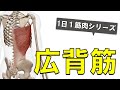【1日1筋肉×広背筋】背中の大きな筋肉：広背筋の起始停止と作用について
