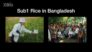 Reaction to the Sub1 Rice Crop by Kenong Xu