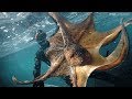 Giant octopus 72kg  chasse sous marine  gros poulpe