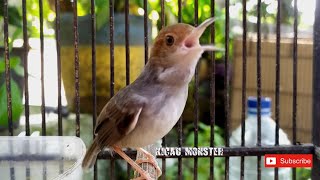 Download Mp3 MASTERAN PRENJAK BETINA FIGHTER Gudang lagu Download Mp3 MASTERAN PRENJAK BETINA FIGHTER