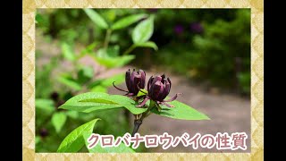 クロバナロウバイ 黒花蝋梅 の性質 剪定 お手入れ 香りが良い木 加須市 久喜市 幸手市の植木屋 Youtube