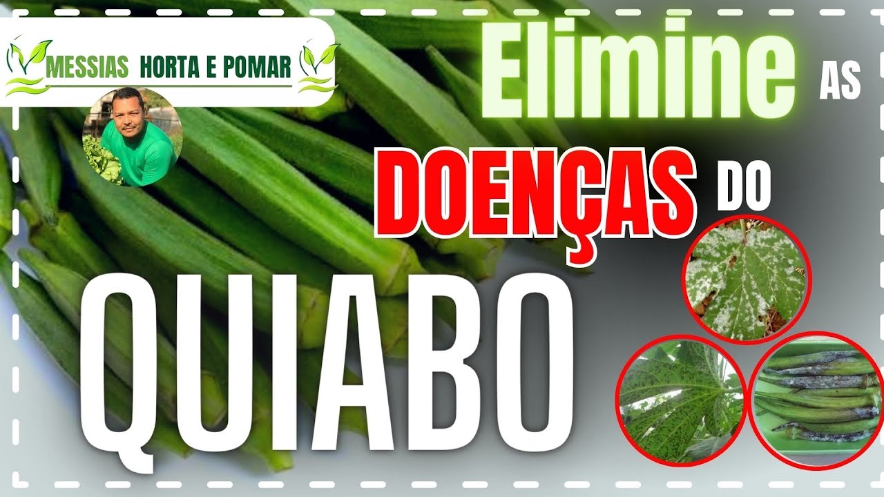 Como plantar Quiabo livre de doenças 🤔
