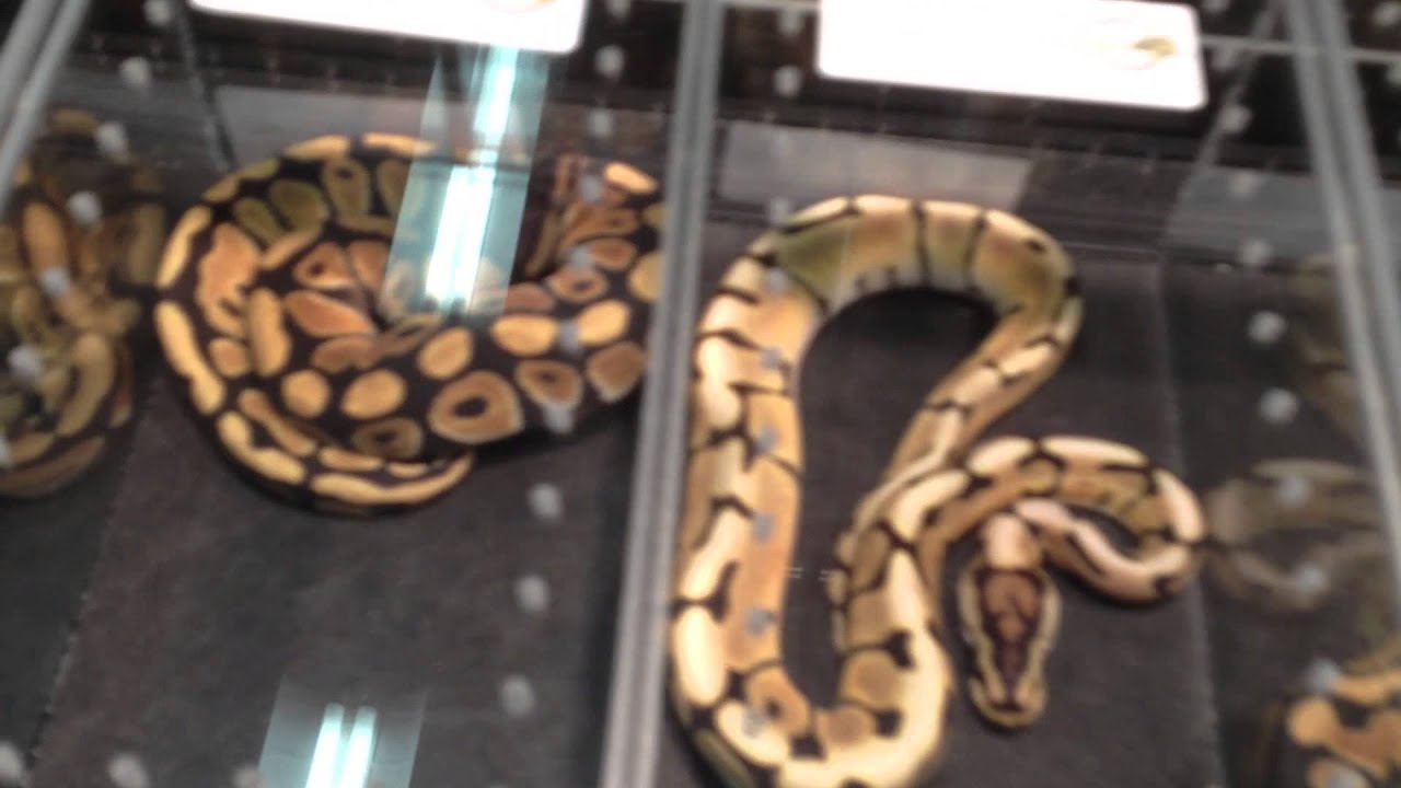video phone beyonce mp3 Reptile Expo!