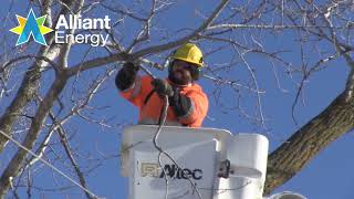 Alliant Energy | Tree Trimming Guidelines