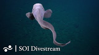 Fuente Seamount | SOI Divestream 532