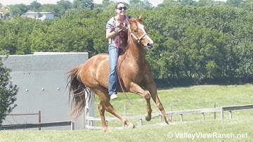 Expressrumorbug***For info, price, etc., go to our website*** ValleyViewRanch.net