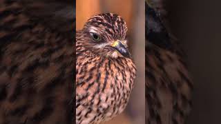 Eagle Eyes Uncovered! See Why Eagles Have Vision 5x Sharper Than Humans